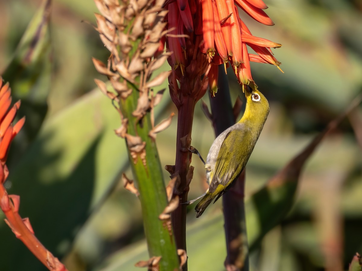 Swinhoe's White-eye - ML400195591