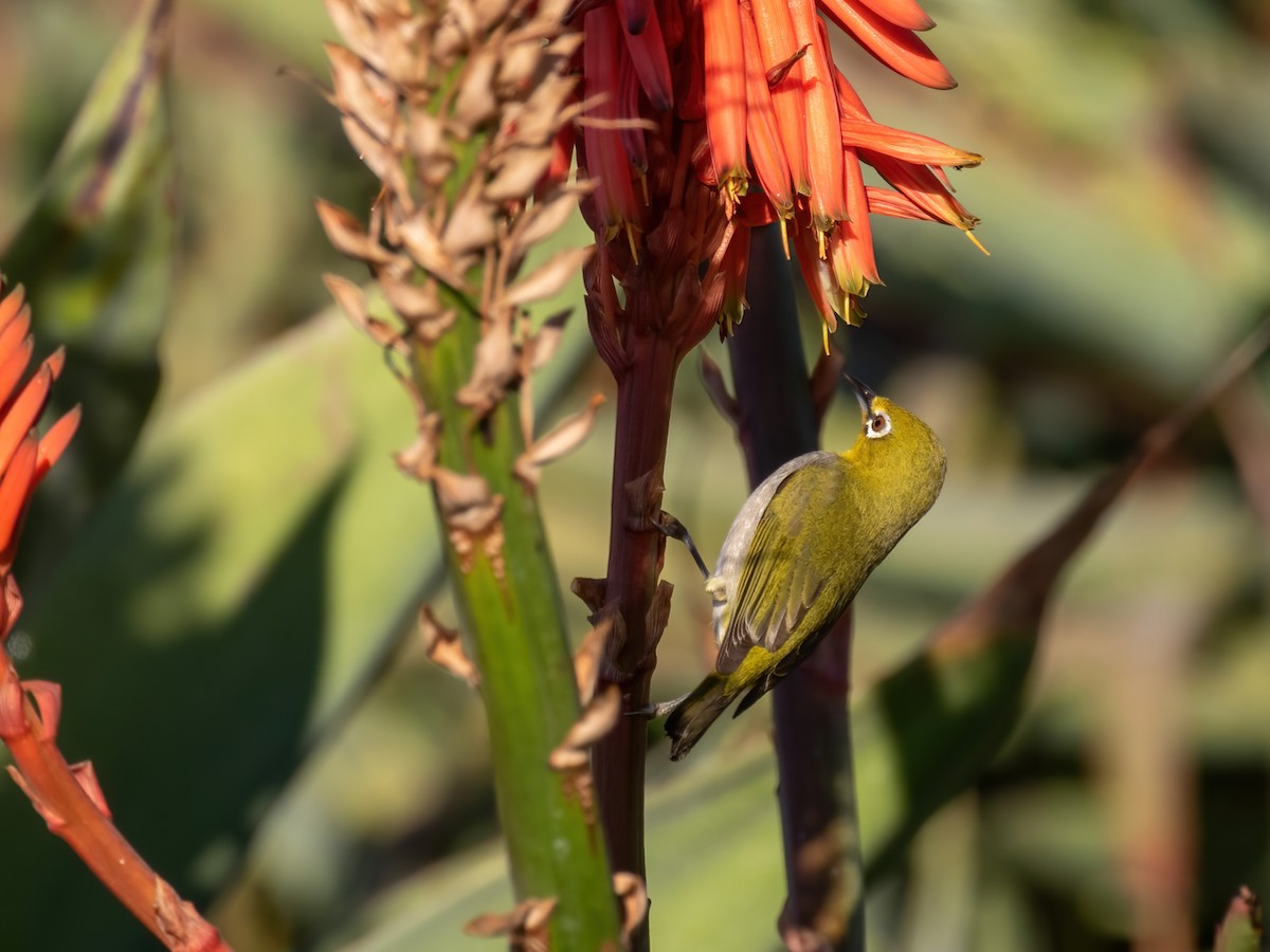 Swinhoe's White-eye - ML400195601