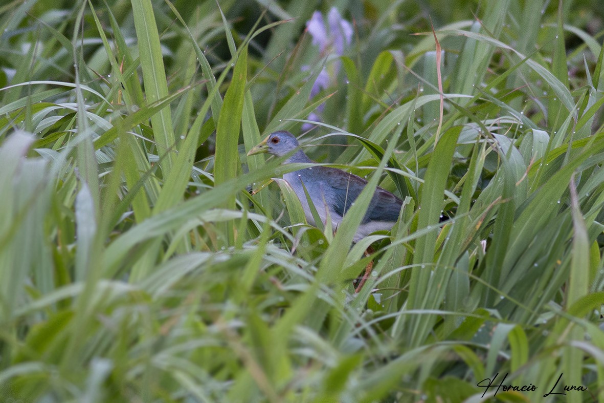 Azure Gallinule - Horacio Luna