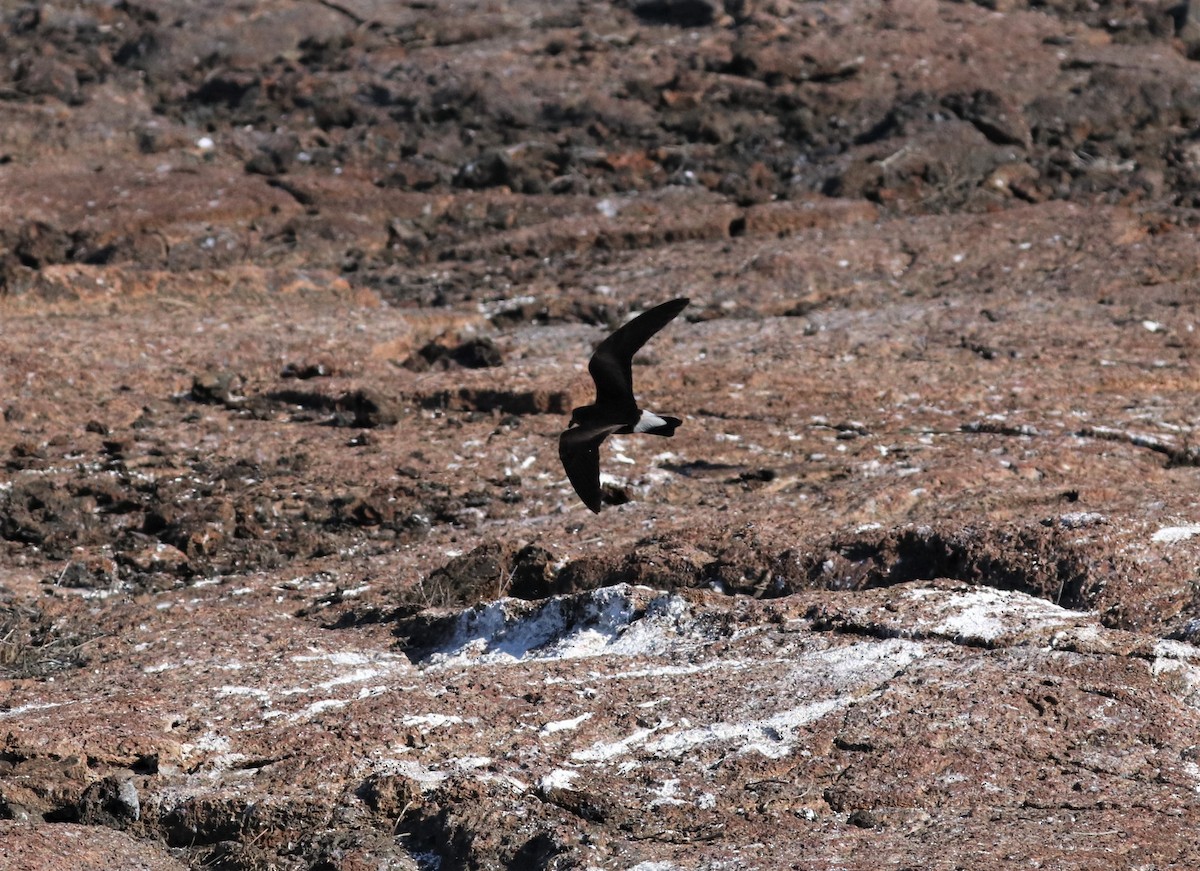 Wedge-rumped Storm-Petrel - ML400196491