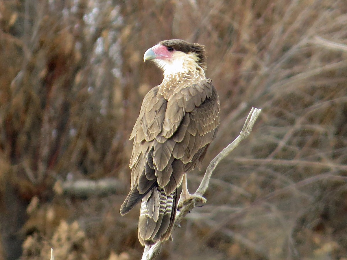 Caracara huppé (cheriway) - ML400197421