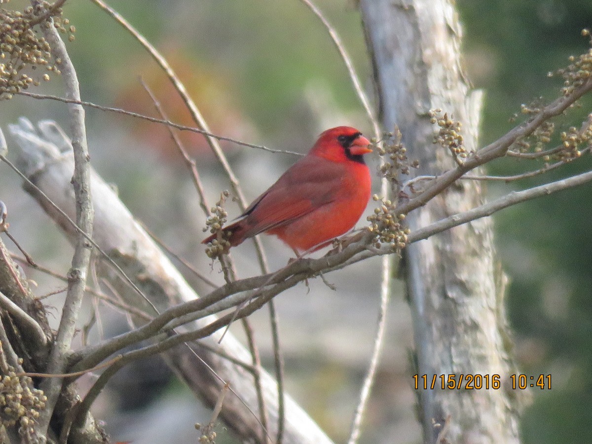 Northern Cardinal - ML40019781