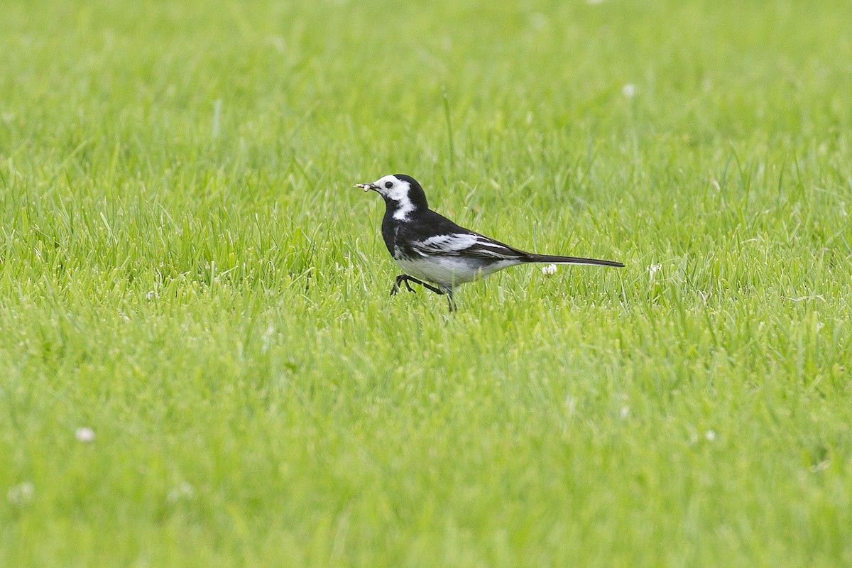 White Wagtail (British) - ML400198851