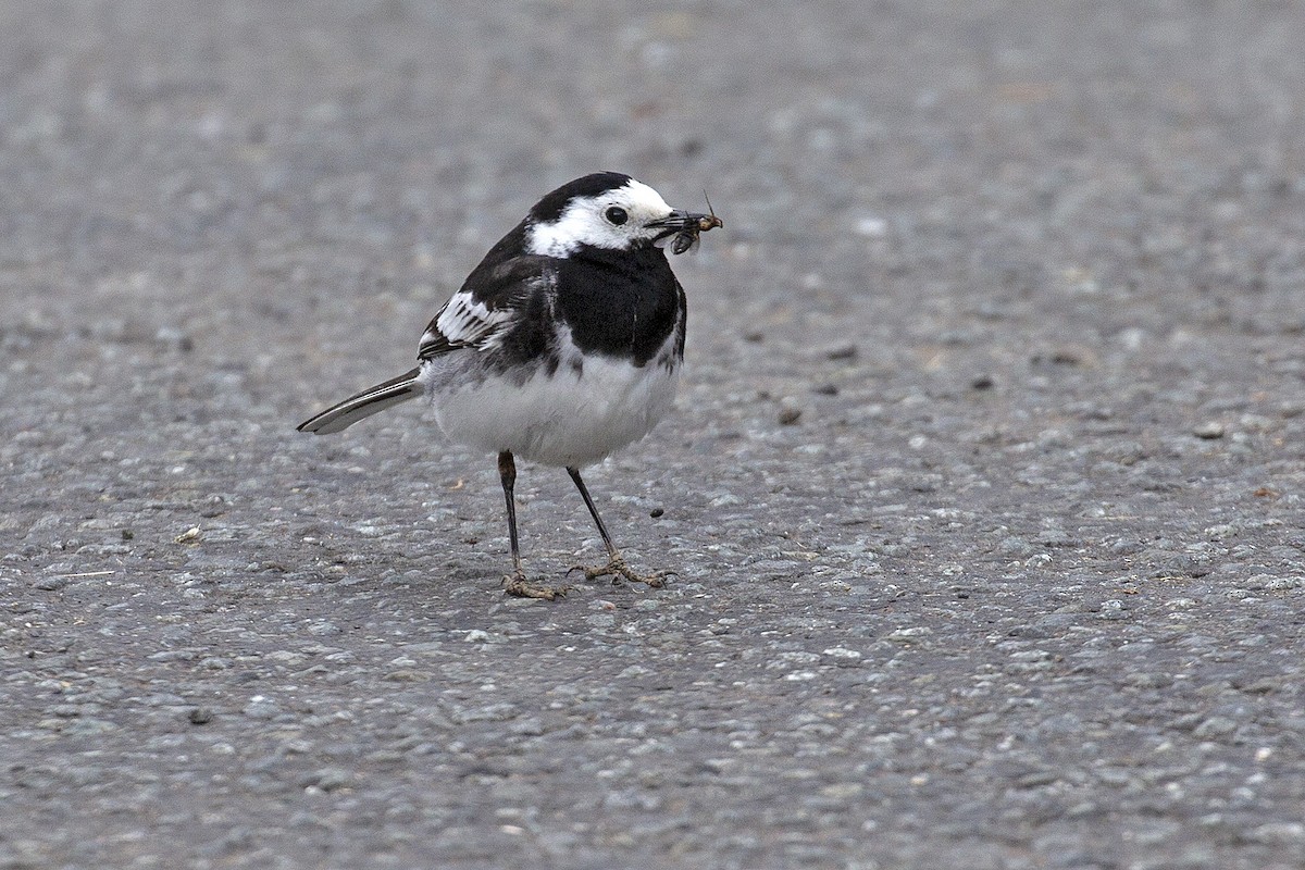 White Wagtail (British) - ML400198861
