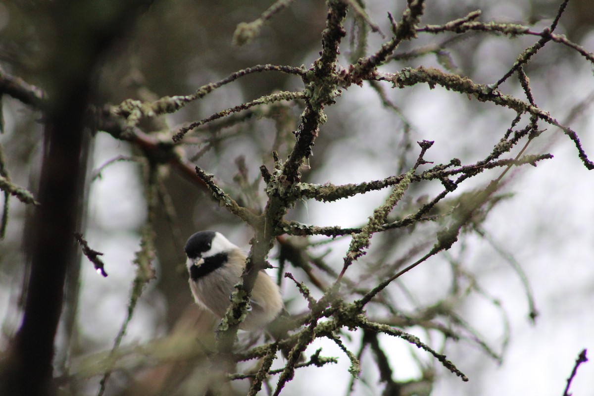 Black-capped Chickadee - ML400200301