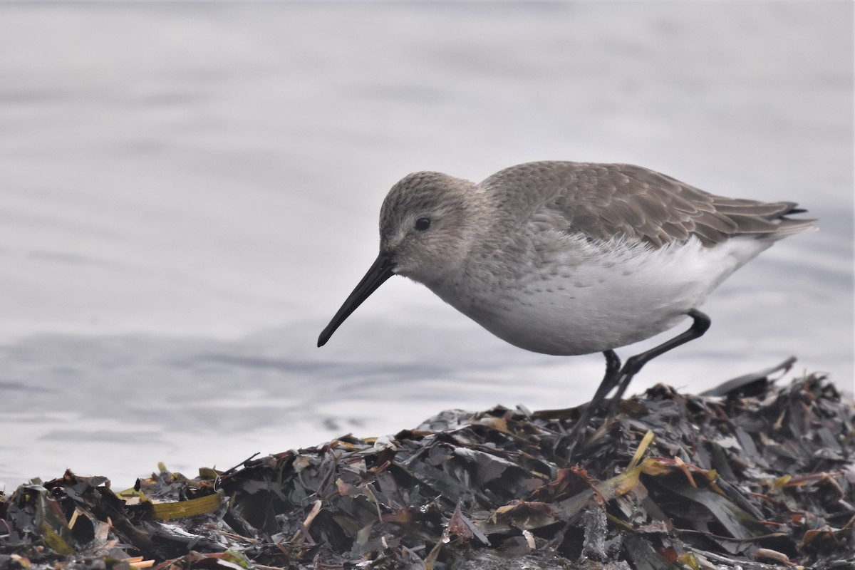 Dunlin - ML400201141