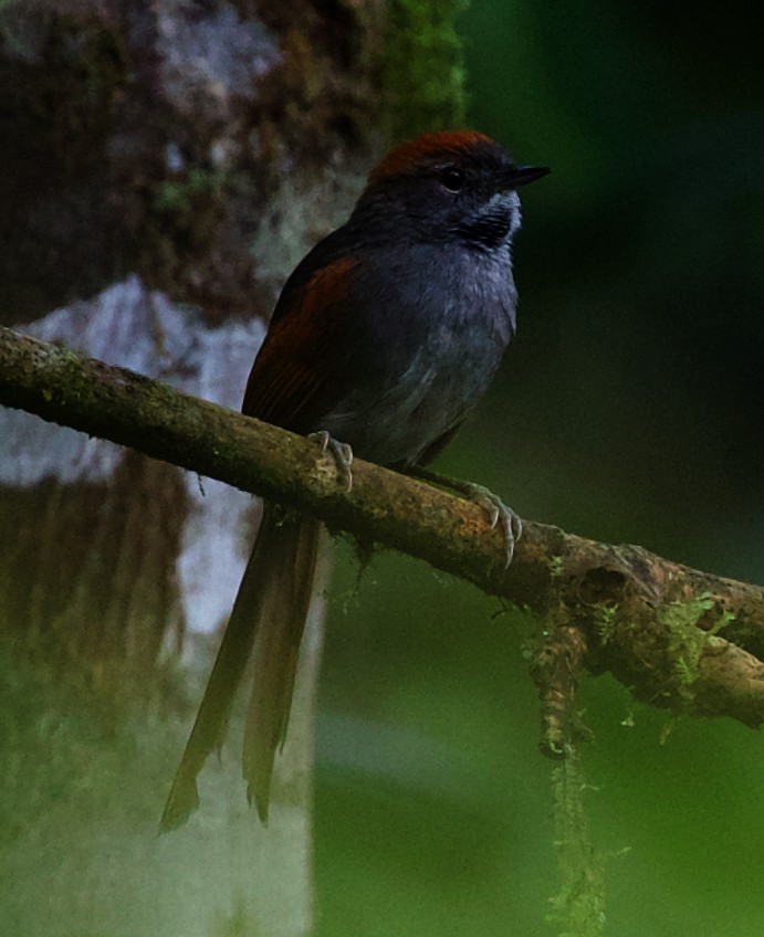 Azara's Spinetail - ML400201831