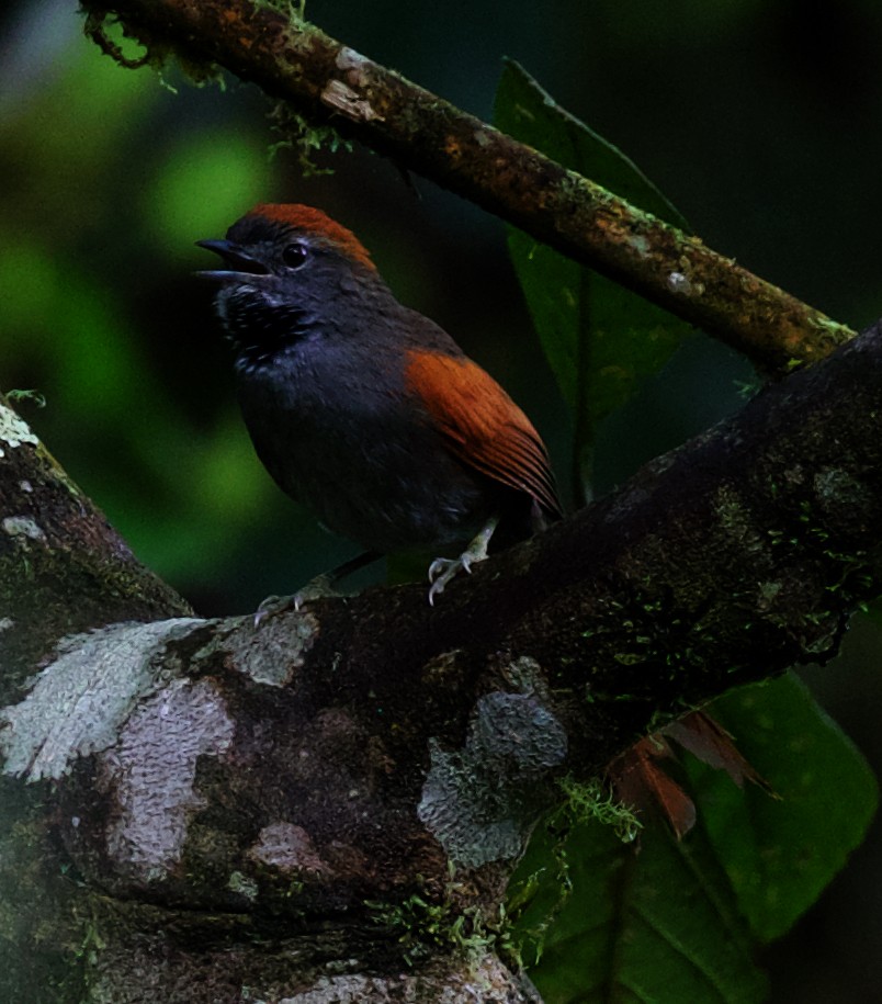 Azara's Spinetail - ML400201841