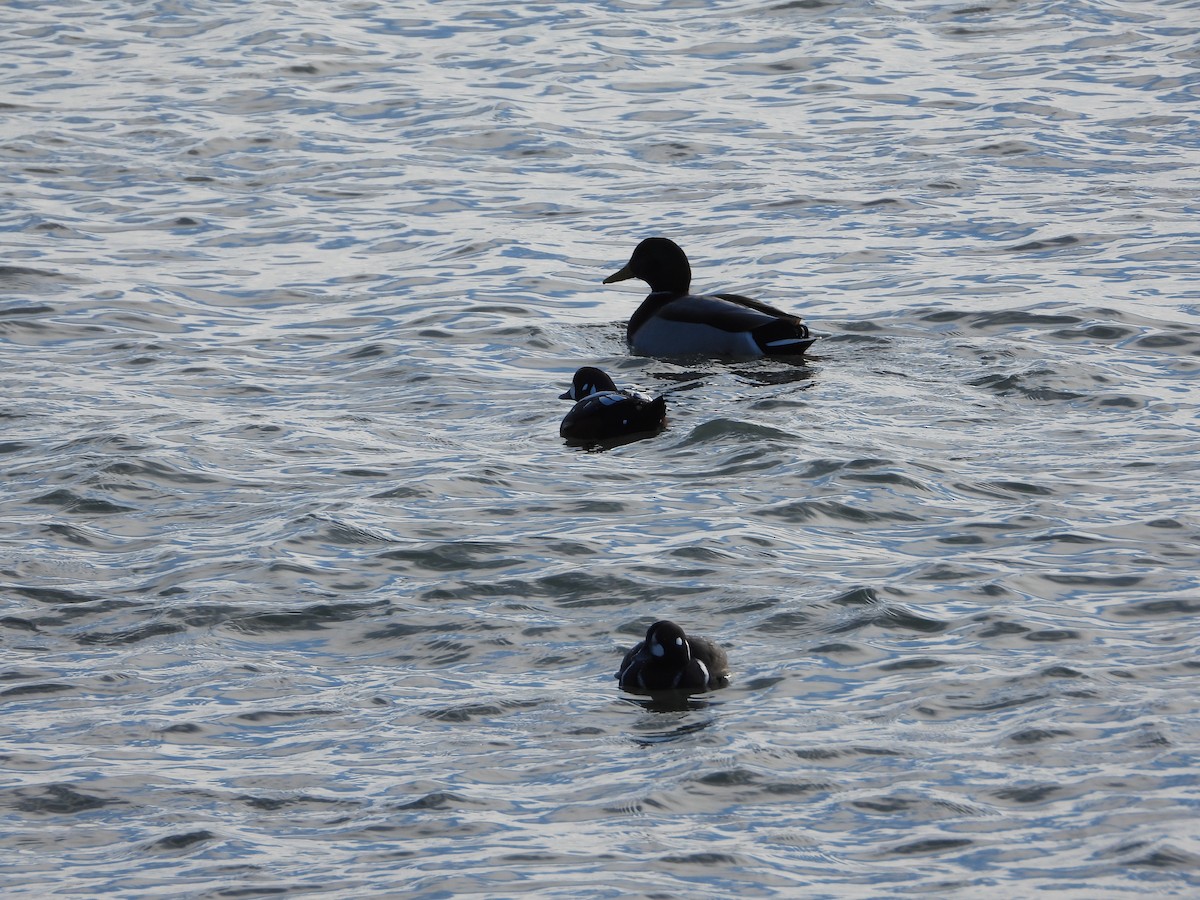 kačka strakatá - ML400202521