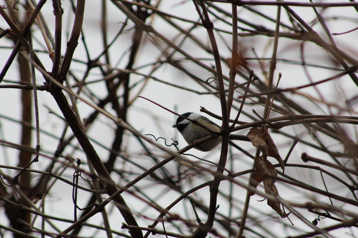 Black-capped Chickadee - ML400202921