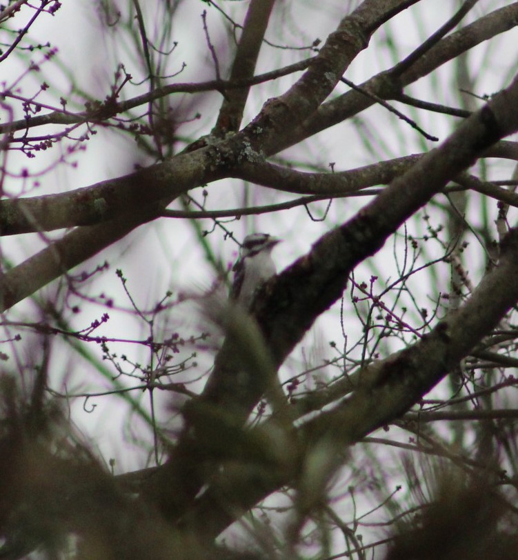 Downy Woodpecker - ML400203421