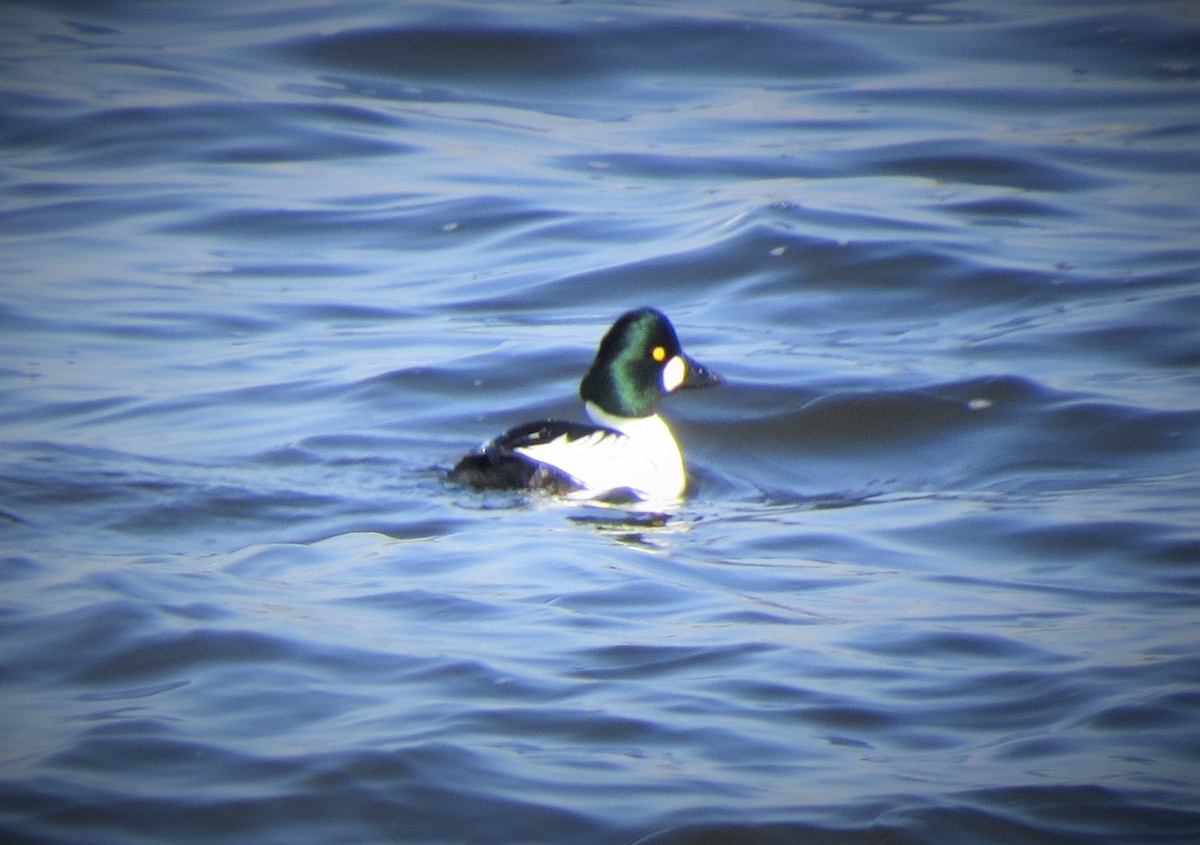 Common Goldeneye - ML400204541