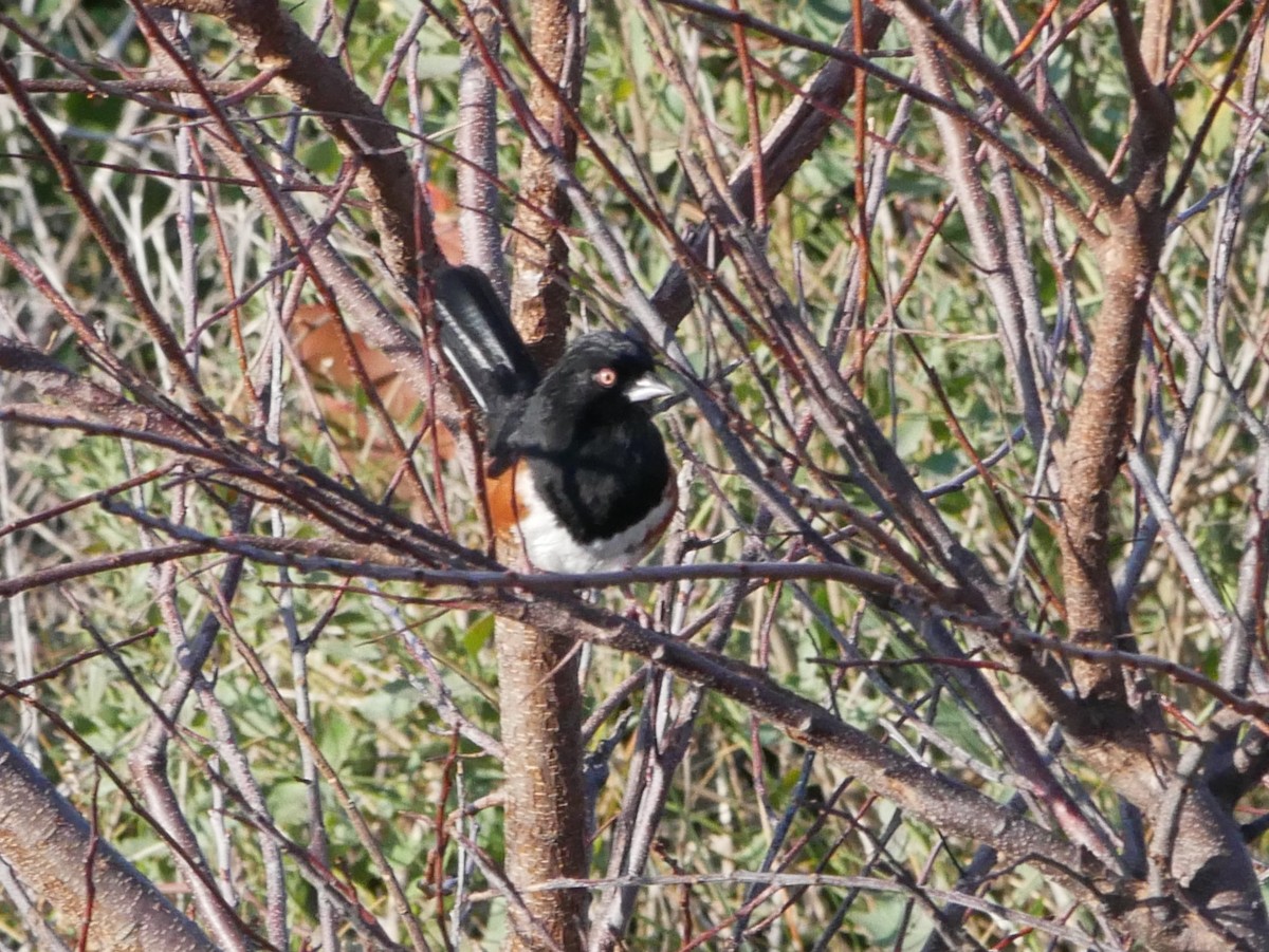 Eastern Towhee - ML400206481