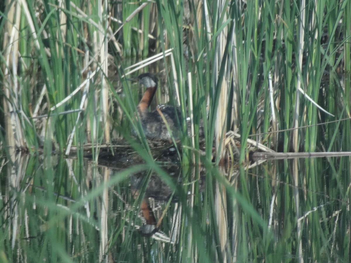 Red-necked Grebe - ML40020801