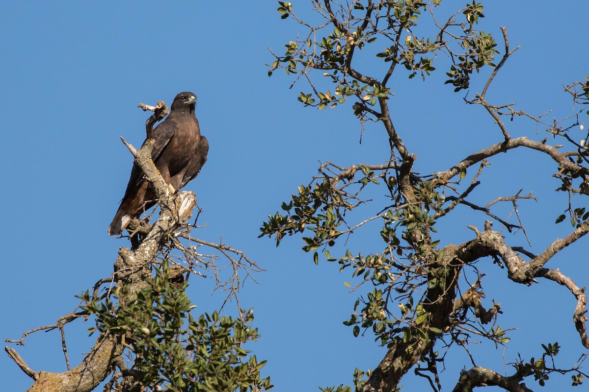 Red-tailed Hawk (calurus/alascensis) - ML400210341