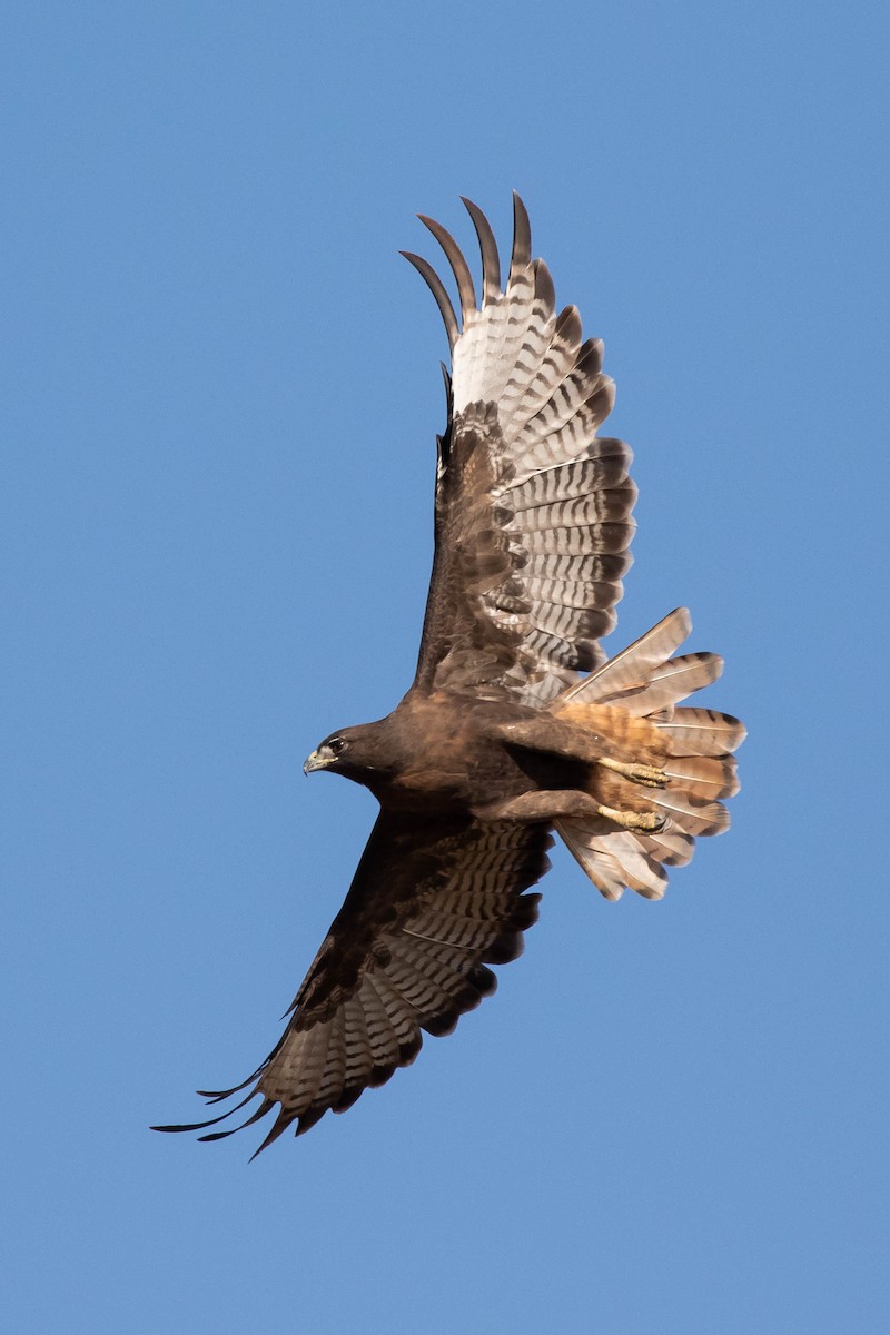 Red-tailed Hawk (calurus/alascensis) - ML400210351