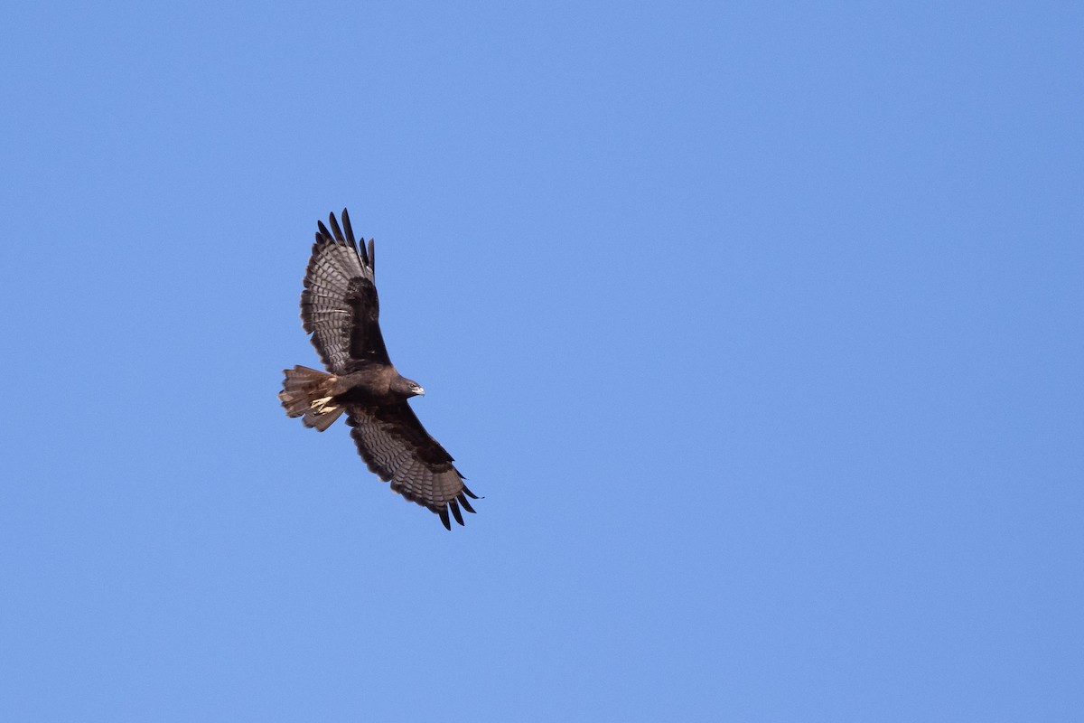 Red-tailed Hawk (calurus/alascensis) - ML400210381