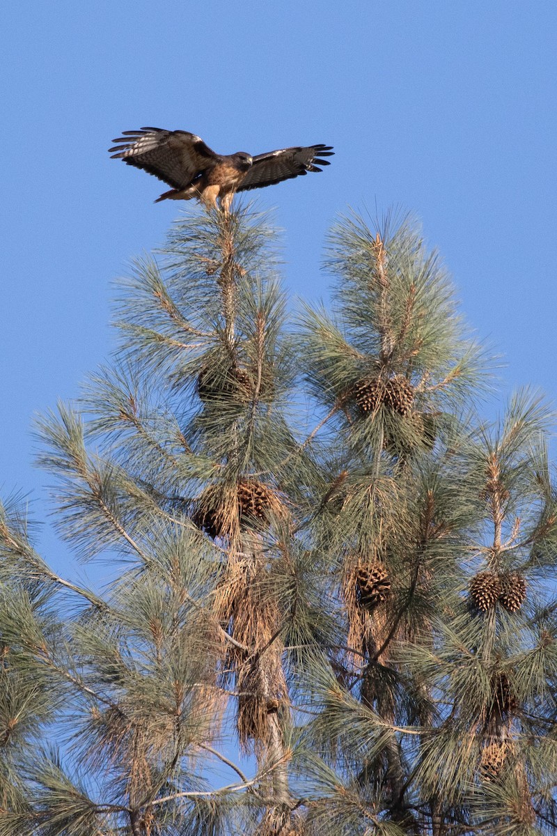 Red-tailed Hawk (calurus/alascensis) - ML400210401