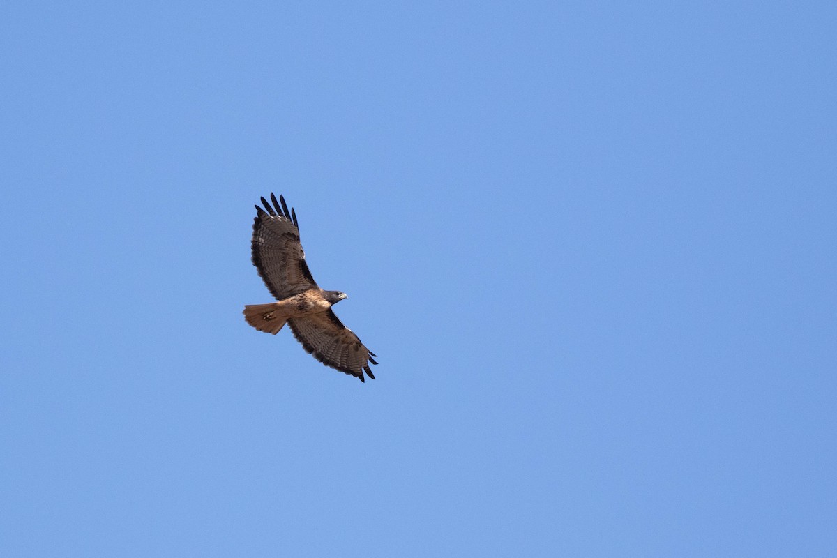 Red-tailed Hawk (calurus/alascensis) - ML400210411
