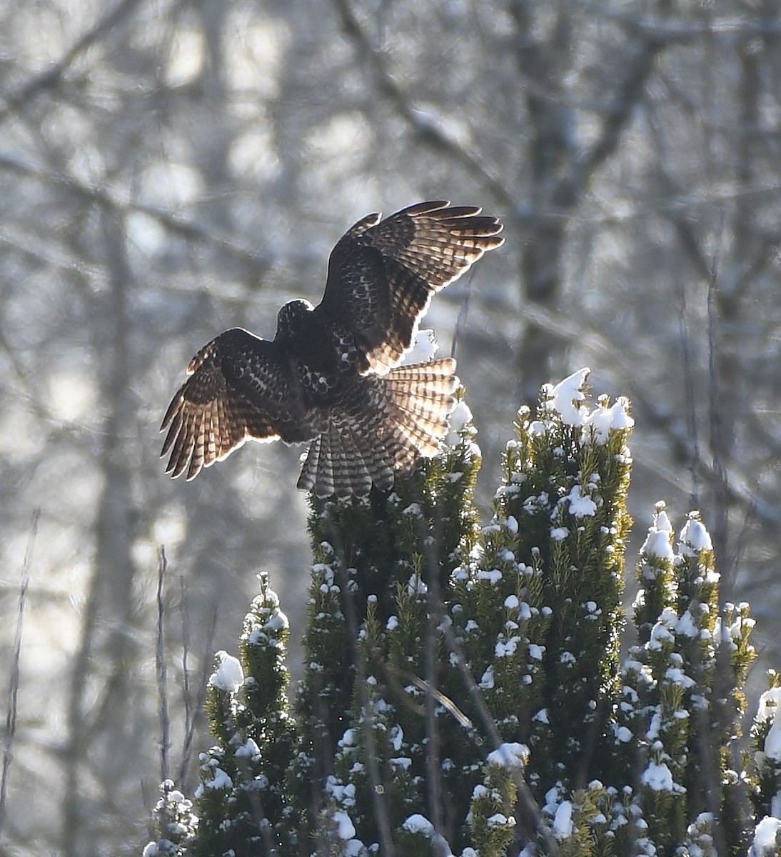 Red-tailed Hawk - ML400211671