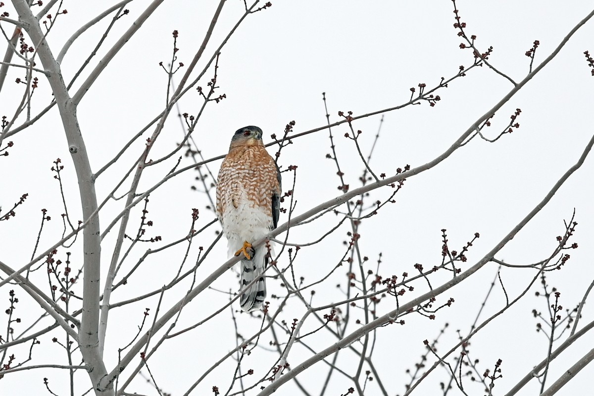 Cooper's Hawk - ML400212331