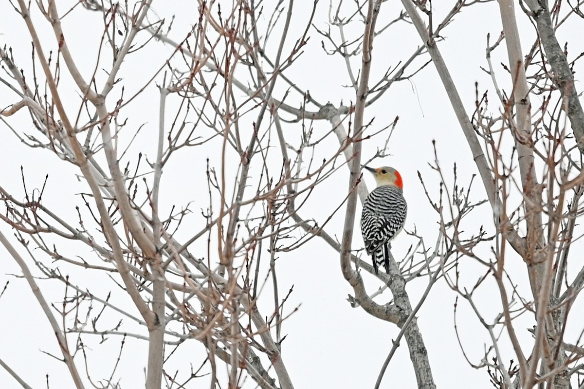 Red-bellied Woodpecker - ML400213371
