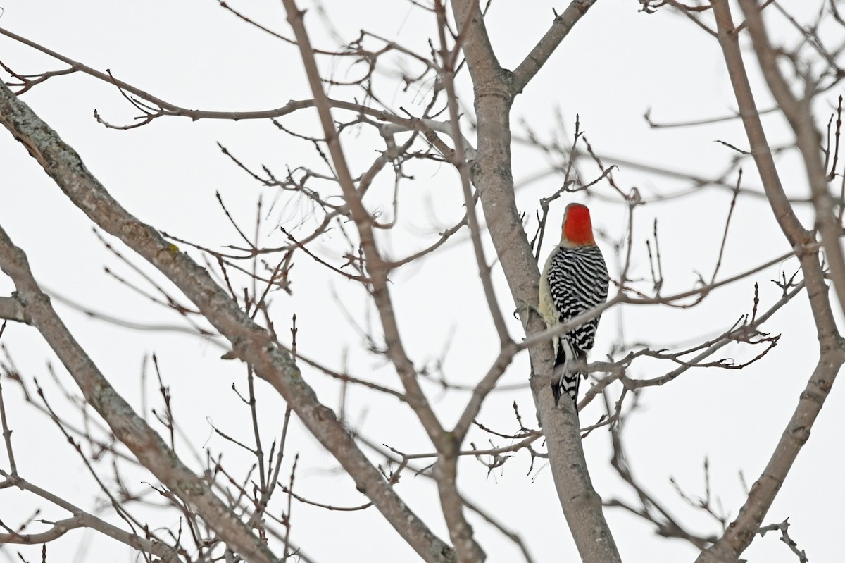 Red-bellied Woodpecker - ML400213541