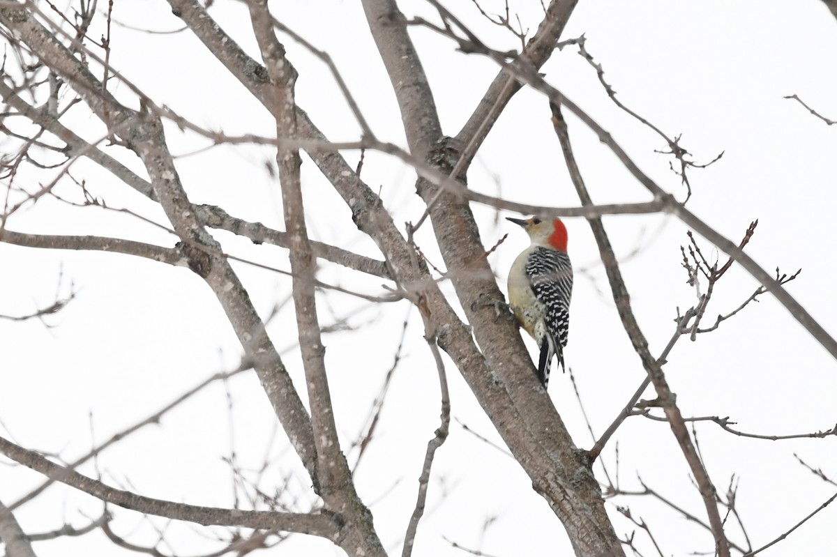 Red-bellied Woodpecker - ML400213551