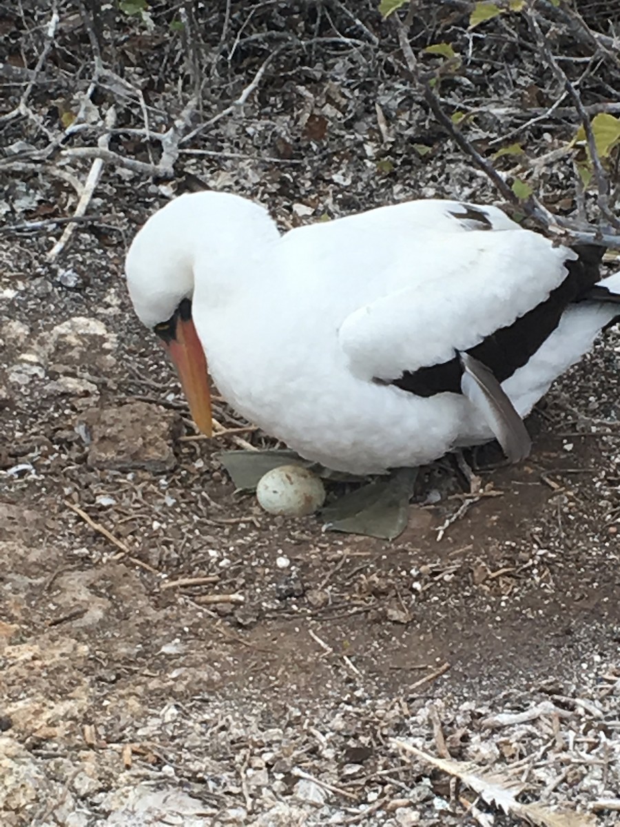 Nazca Booby - ML400213841