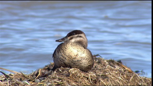 Ruddy Duck - ML400216