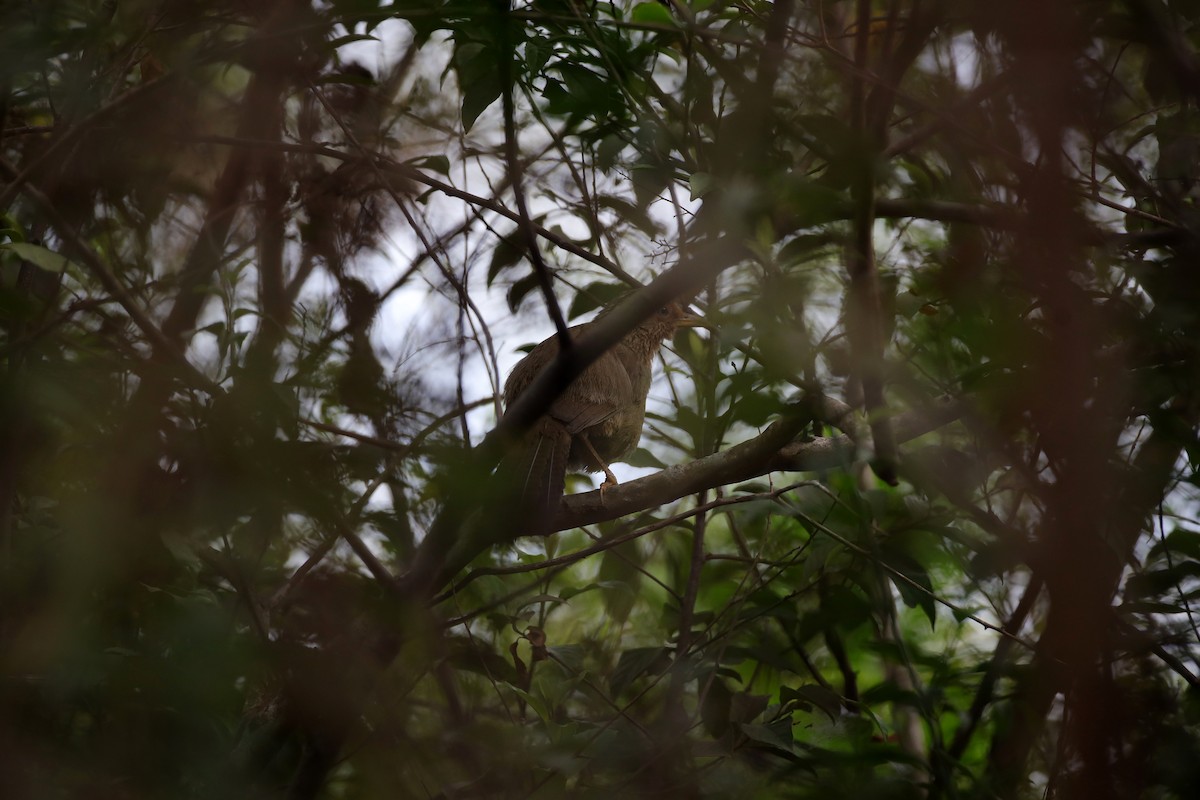 Augenbrauen-/Taiwanhäherling - ML400216011