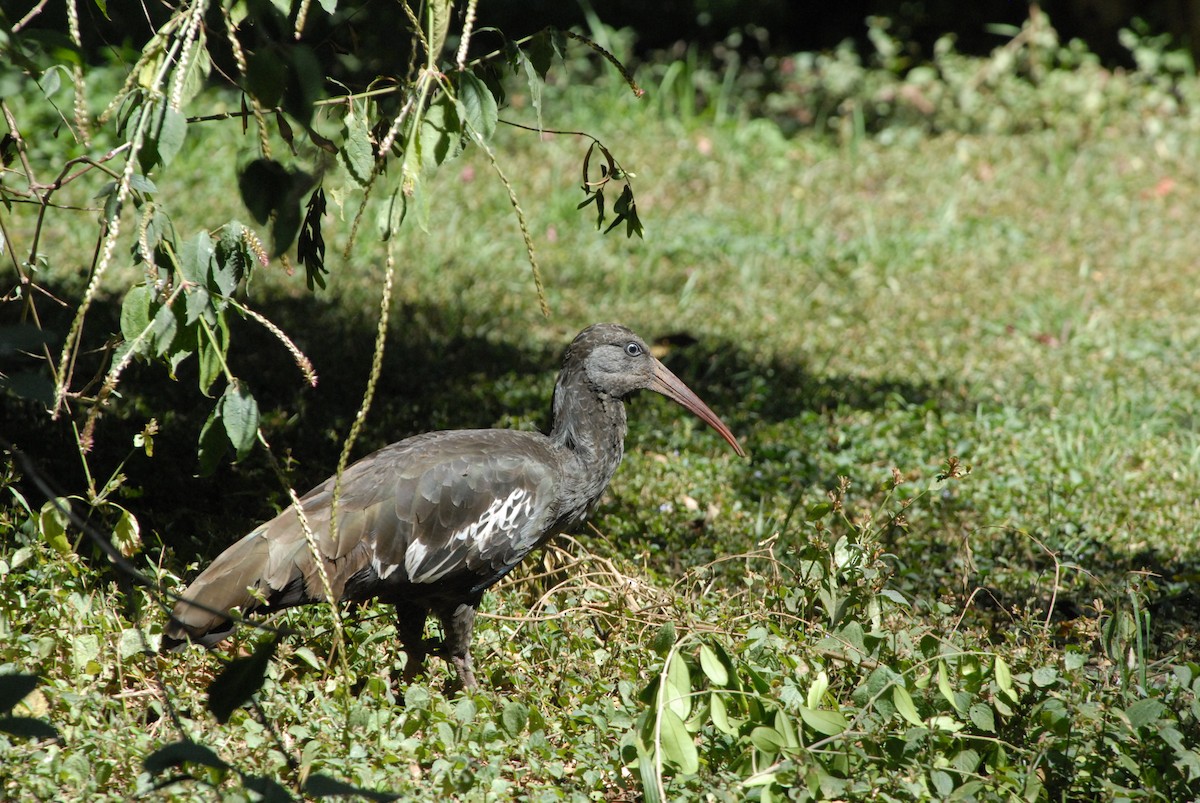 ibis etiopský - ML400216421