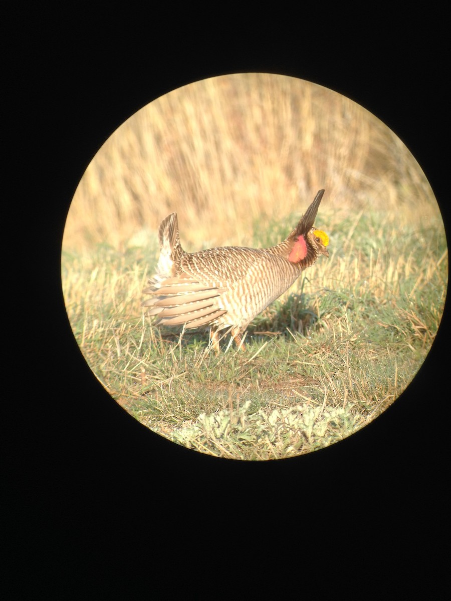 Lesser Prairie-Chicken - ML400221621