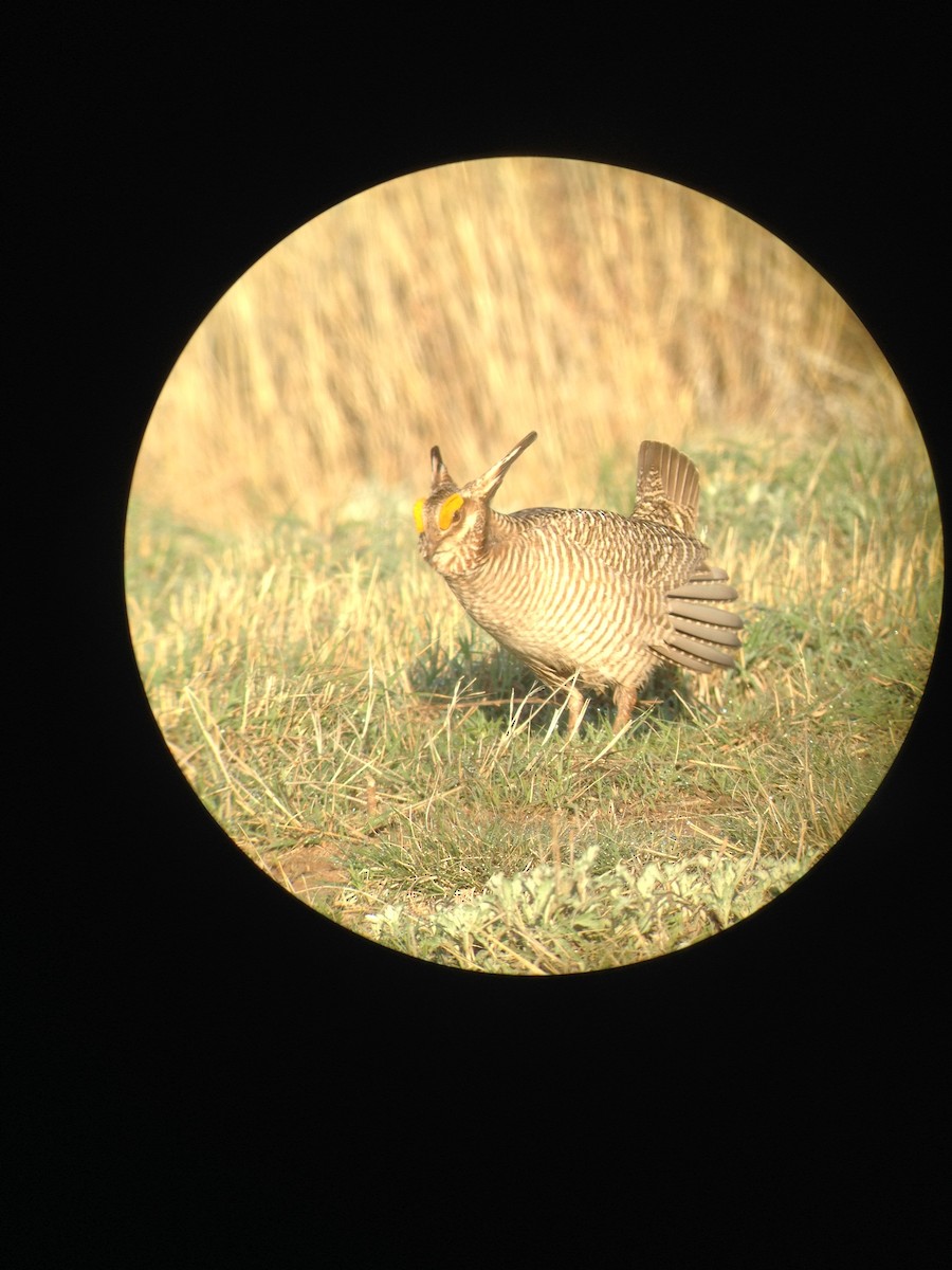 Lesser Prairie-Chicken - ML400221661