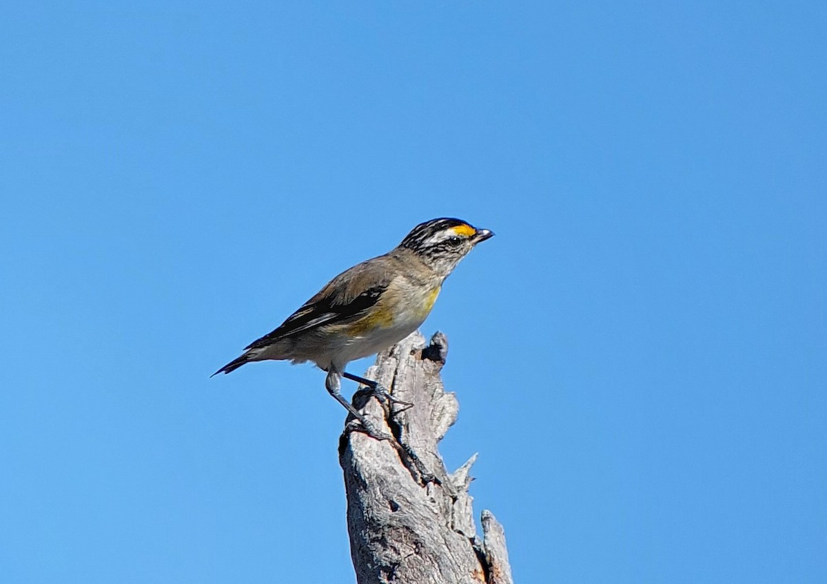 Striated Pardalote - ML400223221