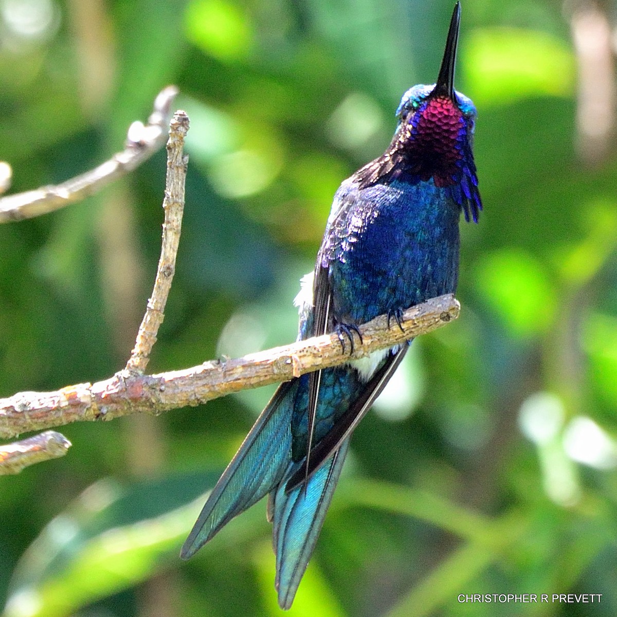 Blue-tufted Starthroat - ML40022331