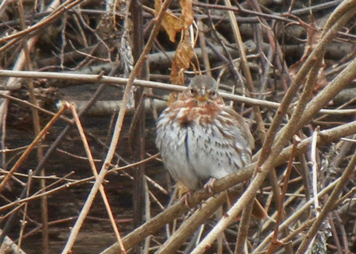 Fox Sparrow - ML400225081