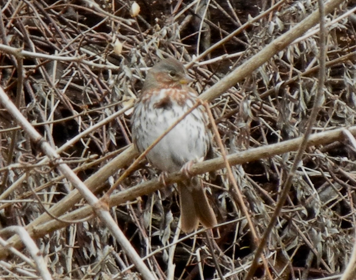 Fox Sparrow - ML400225091