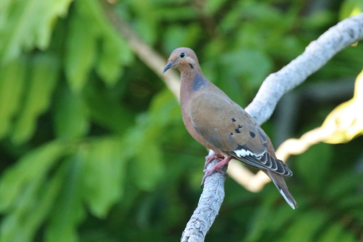 Zenaida Dove - Andrew E and Rebecca A Steinmann