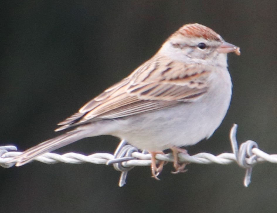 Chipping Sparrow - ML400228691