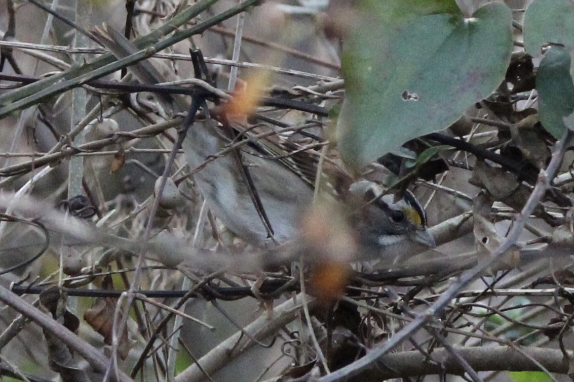 White-throated Sparrow - ML400229001