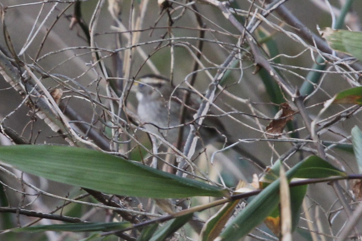 White-throated Sparrow - ML400229011