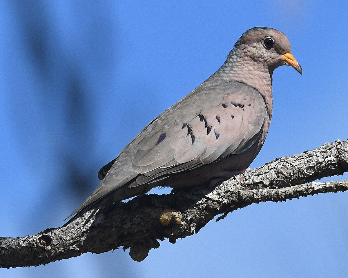 Common Ground Dove - Michael Topp