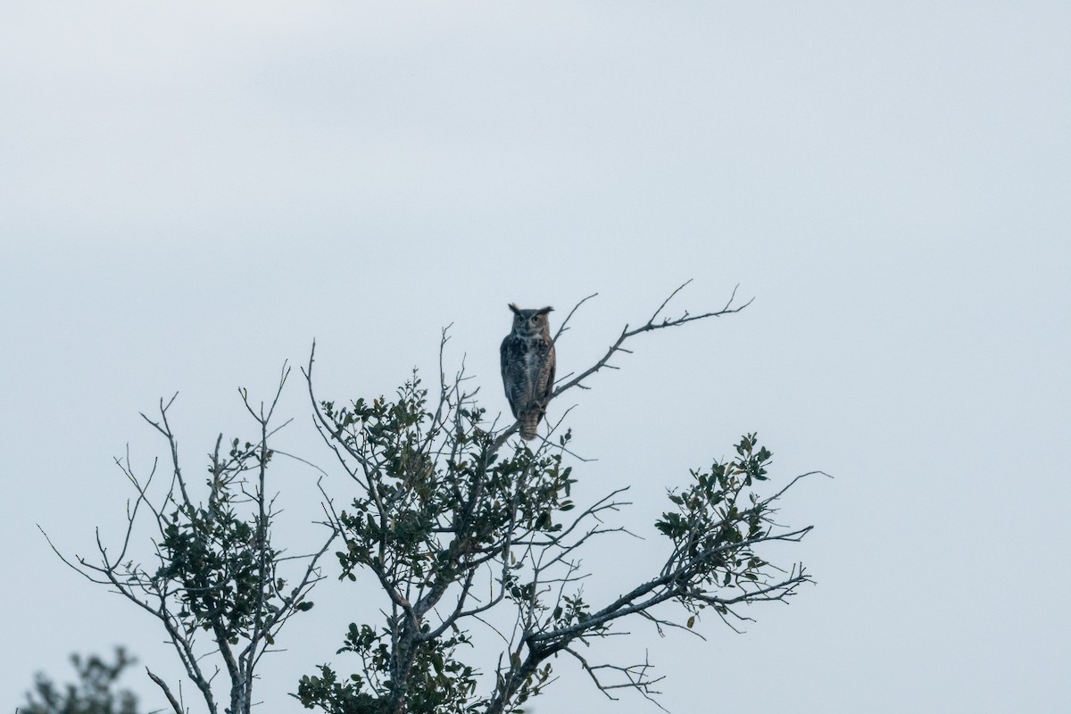 Great Horned Owl - Charles Thomas