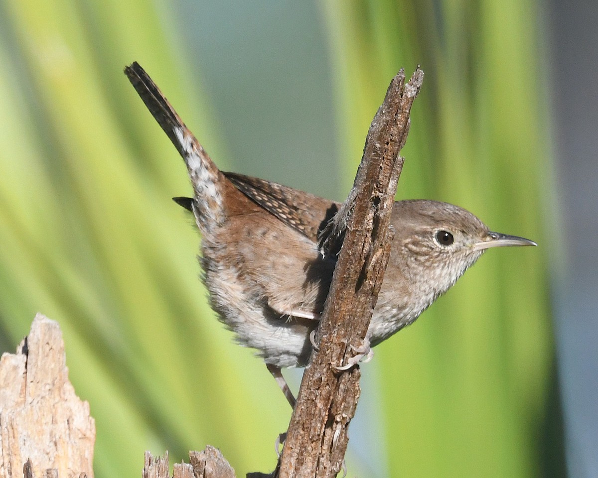 House Wren - Michael Topp