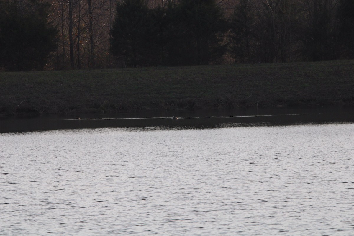 Бор нугас - ML400234681