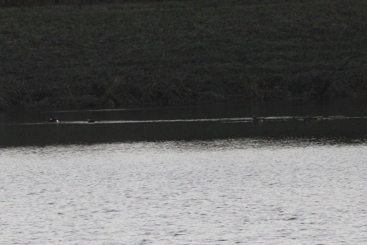 Бор нугас - ML400234691