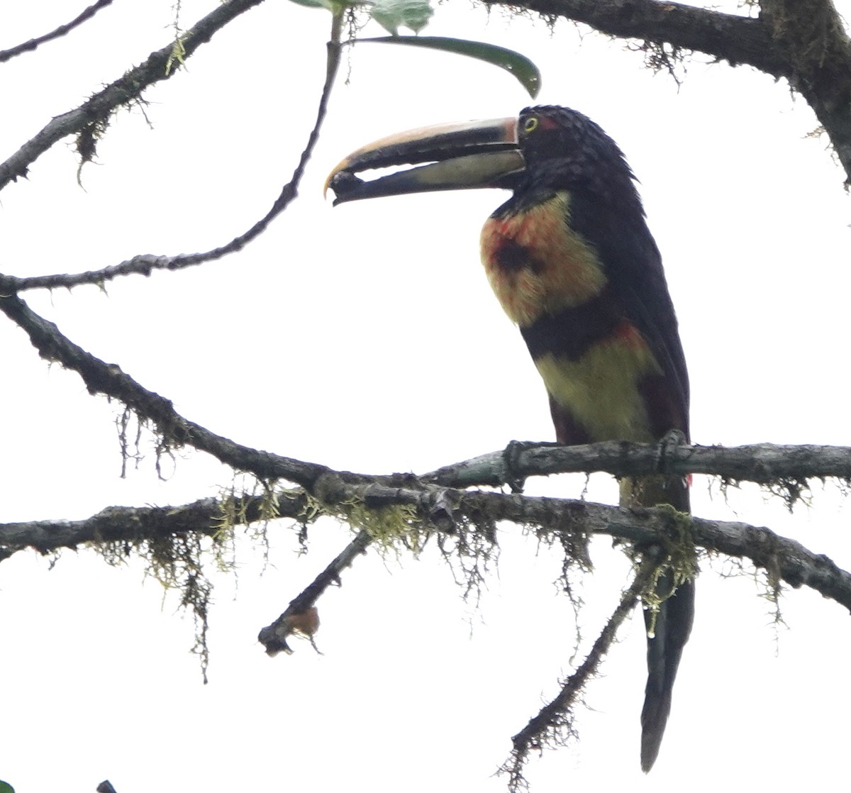 Collared Aracari - ML400235441