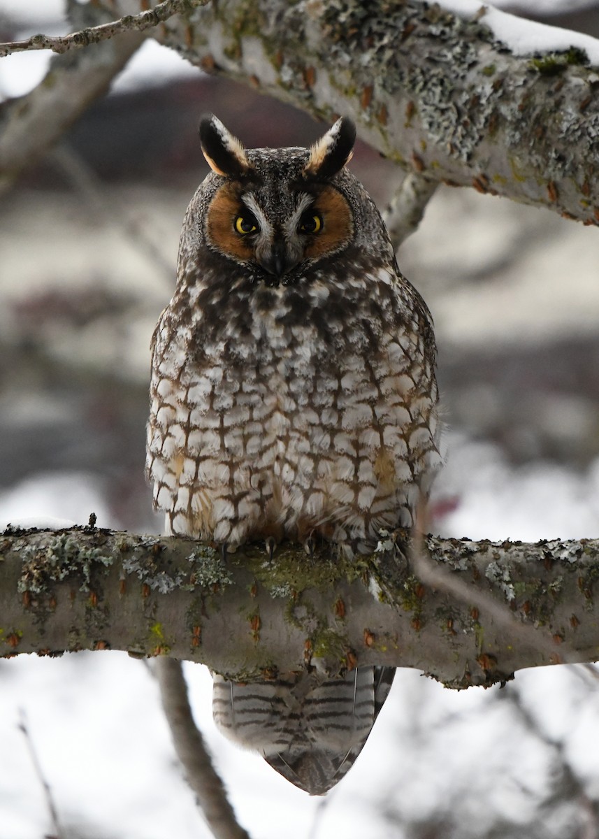 Long-eared Owl - ML400237991