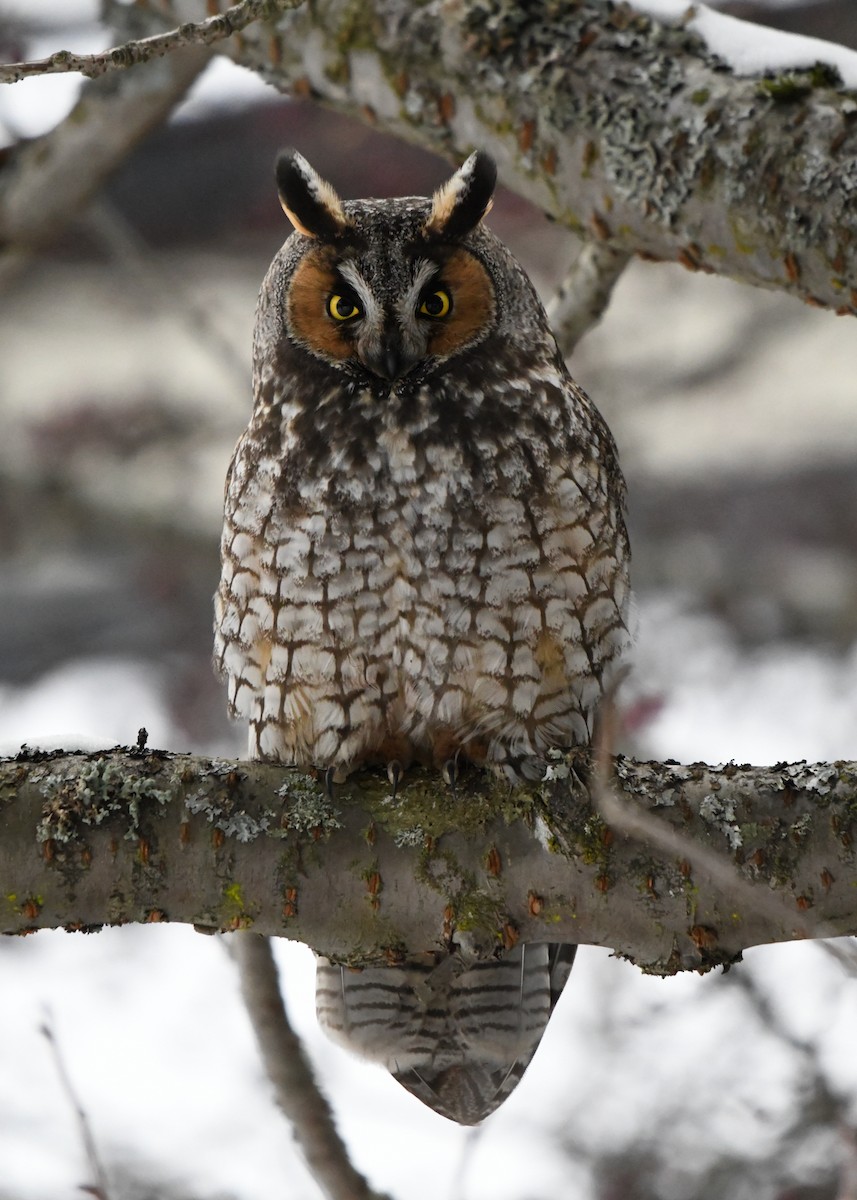 Long-eared Owl - ML400238001